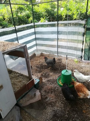 le signorine con la bastardona / 70910317_705723189899637_4172464258803564544_n.jpg 70910317_705723189899637_4172464258803564544_n.jpg