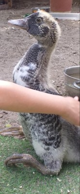 20200525_114057.jpg (205.68 KiB) Osservato 1016 volte 20200525_114057.jpg