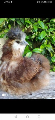 Incrocio con sparviero e moroseta. / IMG-20200611-WA0007.jpg IMG-20200611-WA0007.jpg