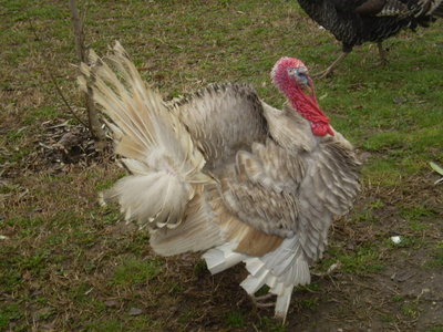 Tacchino Alfredo / Immagine 172.jpg Immagine 172.jpg