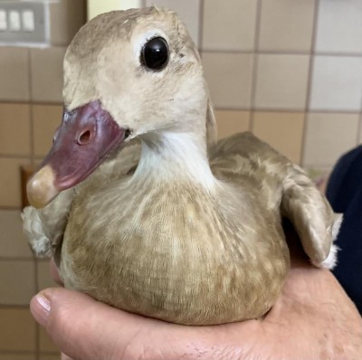 B9A893EB-0723-4608-B03F-D5414605184A.jpeg (88.72 KiB) Osservato 2725 volte B9A893EB-0723-4608-B03F-D5414605184A.jpeg