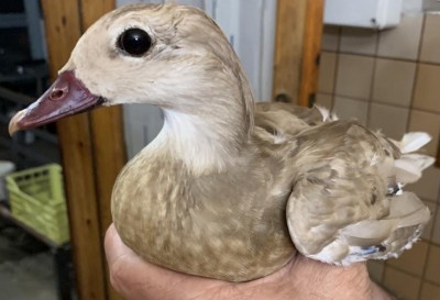 D62C7530-33E2-4732-B9F7-2484108337AA.jpeg (65.73 KiB) Osservato 2821 volte D62C7530-33E2-4732-B9F7-2484108337AA.jpeg