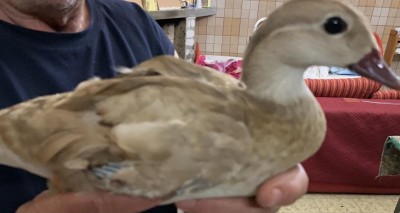 36F543F2-4C9B-4934-916B-BC4F6FE14AAF.jpeg (50.72 KiB) Osservato 2725 volte 36F543F2-4C9B-4934-916B-BC4F6FE14AAF.jpeg