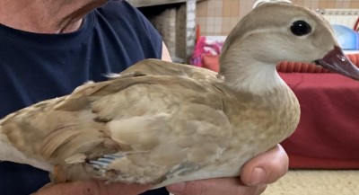 00D6938B-ADED-433A-B1BC-0A1BC4ACA0E8.jpeg (51.63 KiB) Osservato 2870 volte 00D6938B-ADED-433A-B1BC-0A1BC4ACA0E8.jpeg