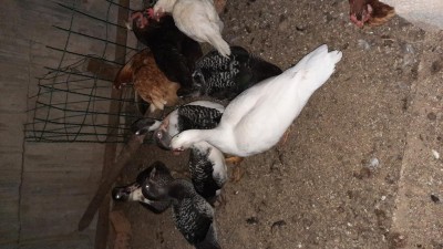 Togliendo l'anatra bianca, c'è qualche possibilità che le altre anatre possano manifestare comportamenti aggressivi contro le galline?? / 20220827_200151.jpg 20220827_200151.jpg