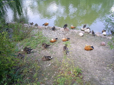 Anatre / 4.jpg 4.jpg