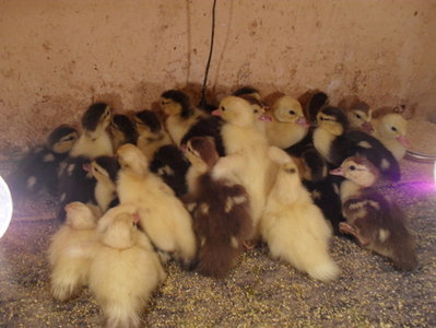 62470.jpg (125.63 KiB) Osservato 1026 volte 62470.jpg