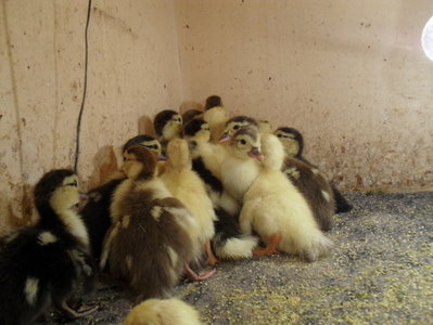 70565.jpg (124.3 KiB) Osservato 1026 volte 70565.jpg