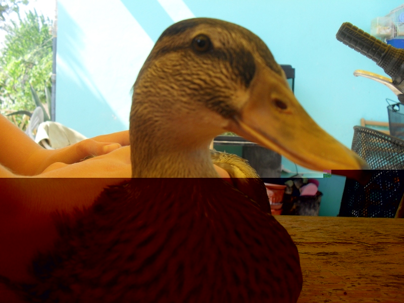 qua uqa 2.JPG qua uqa 2.JPG