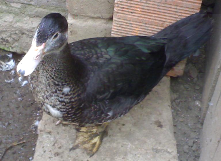 ecco la foto / ca.JPG ca.JPG