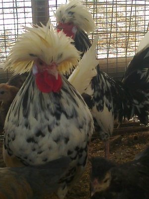 olandese a ciuffo bianco / Foto0266.jpg Foto0266.jpg