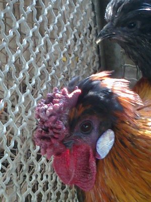 particolare di una cresta a garofano / Foto0272.jpg Foto0272.jpg