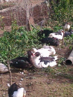 anatre mute!! / Foto0277.jpg Foto0277.jpg