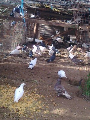 bellissima selezione cromatica di colombi! / Foto0279.jpg Foto0279.jpg