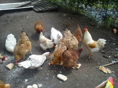 njb.jpg (167.93 KiB) Osservato 1199 volte njb.jpg