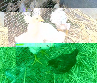 Eccoli qui i miei ex pulcini! / expulcini.jpg expulcini.jpg