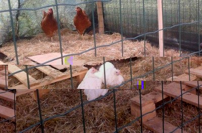 10417116_10202951532421100_1621056136_n.jpg (108.17 KiB) Osservato 1339 volte 10417116_10202951532421100_1621056136_n.jpg