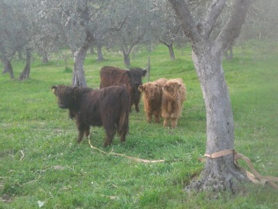 20150419_185633.jpg (198.43 KiB) Osservato 2192 volte 20150419_185633.jpg