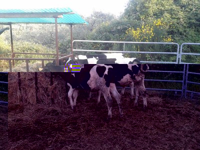 2.jpg (155.59 KiB) Osservato 2167 volte 2.jpg