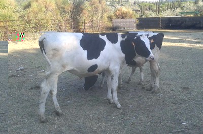 fris1.jpg (122.95 KiB) Osservato 2405 volte fris1.jpg