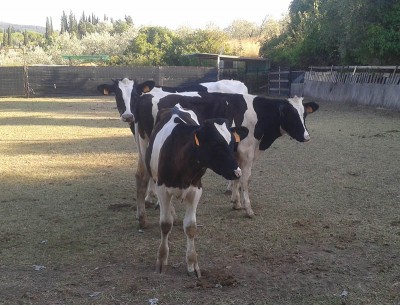 fris2.jpg (130.3 KiB) Osservato 2461 volte fris2.jpg