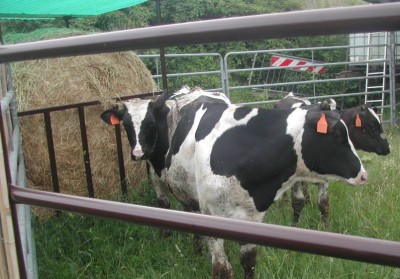 calves1.jpg (141.29 KiB) Osservato 2404 volte calves1.jpg