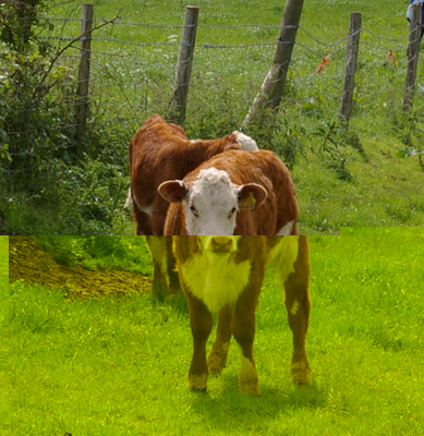 HLwalk2%20herefordcalves.jpg (109.38 KiB) Osservato 757 volte HLwalk2%20herefordcalves.jpg
