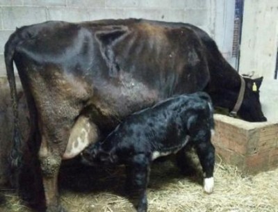 2016-02-20 18.29.12-1.jpg (24.41 KiB) Osservato 3283 volte 2016-02-20 18.29.12-1.jpg