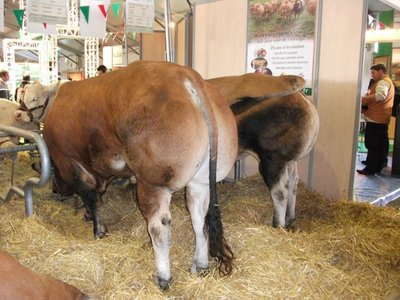 Copia di sommet 060.jpg (152.52 KiB) Osservato 929 volte Copia di sommet 060.jpg