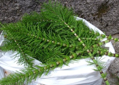 DSCF2706.JPG (247.73 KiB) Osservato 2188 volte DSCF2706.JPG