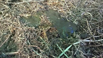 Perdonate la foto ma è per rendere bene l'idea. / 12987930_1586628384987034_1181398852_n.jpg 12987930_1586628384987034_1181398852_n.jpg