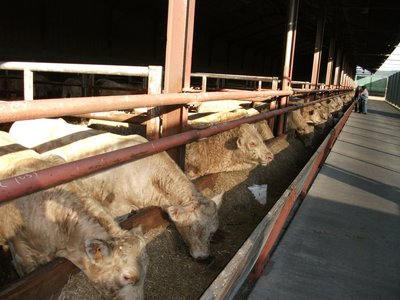 sommet 161.jpg (175.21 KiB) Osservato 1012 volte sommet 161.jpg