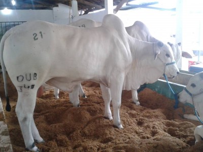 Razza Nelori / 25181796_10213618655093870_527189477_n.jpg 25181796_10213618655093870_527189477_n.jpg