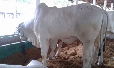 Nelori / 25115039_10213618648573707_781381198_n.jpg 25115039_10213618648573707_781381198_n.jpg