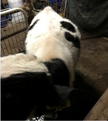 v22222.jpg (69.78 KiB) Osservato 1771 volte v22222.jpg