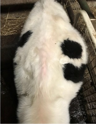 v111111.jpg (101.89 KiB) Osservato 1771 volte v111111.jpg