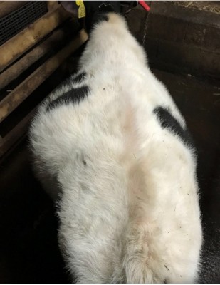 v222222.jpg (93.87 KiB) Osservato 1771 volte v222222.jpg