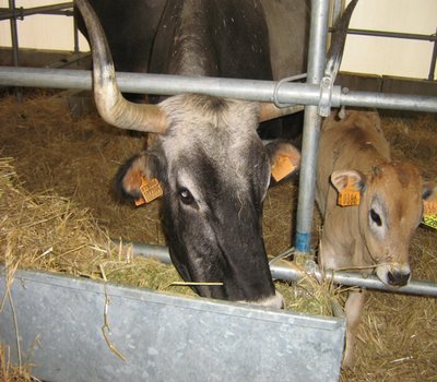 001.JPG (283.87 KiB) Osservato 962 volte 001.JPG