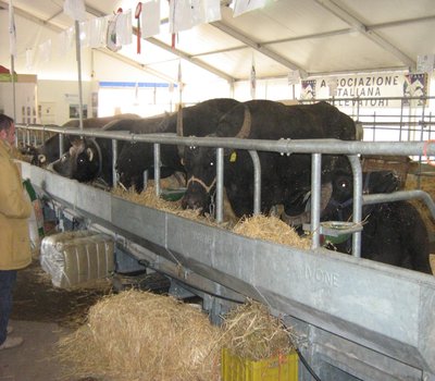 002.JPG (293 KiB) Osservato 961 volte 002.JPG