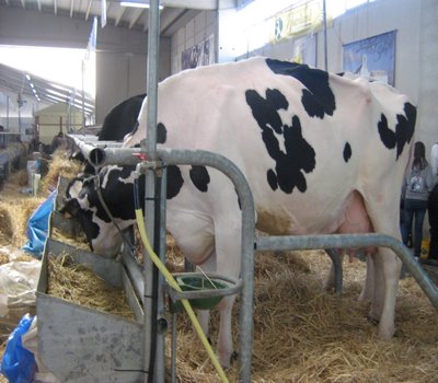 005.JPG (254.22 KiB) Osservato 960 volte 005.JPG