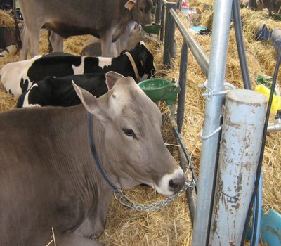 006.JPG (306.56 KiB) Osservato 957 volte 006.JPG