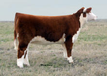 Chiford Vacca.jpg Chiford Vacca.jpg