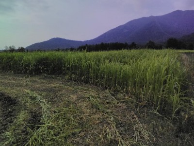 sorgo sfalcio 2.jpg (124.67 KiB) Osservato 2634 volte sorgo sfalcio 2.jpg