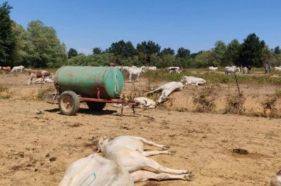 mucche-morte-pascolo.jpg (82.17 KiB) Osservato 2902 volte mucche-morte-pascolo.jpg