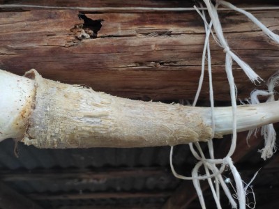 Corna rovinate / IMG_20220918_171910.jpg IMG_20220918_171910.jpg