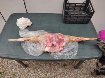 Corna fresche / IMG-20220914-WA0004.jpg IMG-20220914-WA0004.jpg