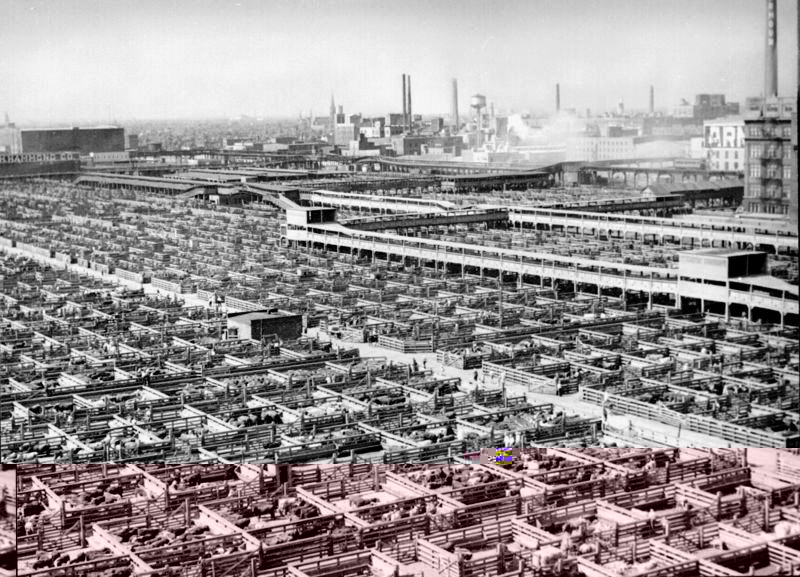 800px-Livestock_chicago_1947.jpg