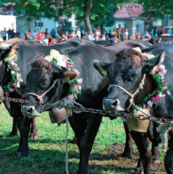 rendenamostra.JPG rendenamostra.JPG