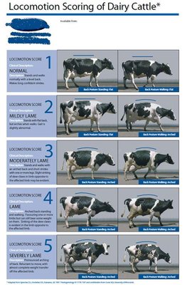 locomotion_scoring.1.JPG (77.54 KiB) Osservato 731 volte locomotion_scoring.1.JPG