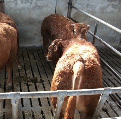 Copia di limousin 002.jpg (101.87 KiB) Osservato 6707 volte Copia di limousin 002.jpg